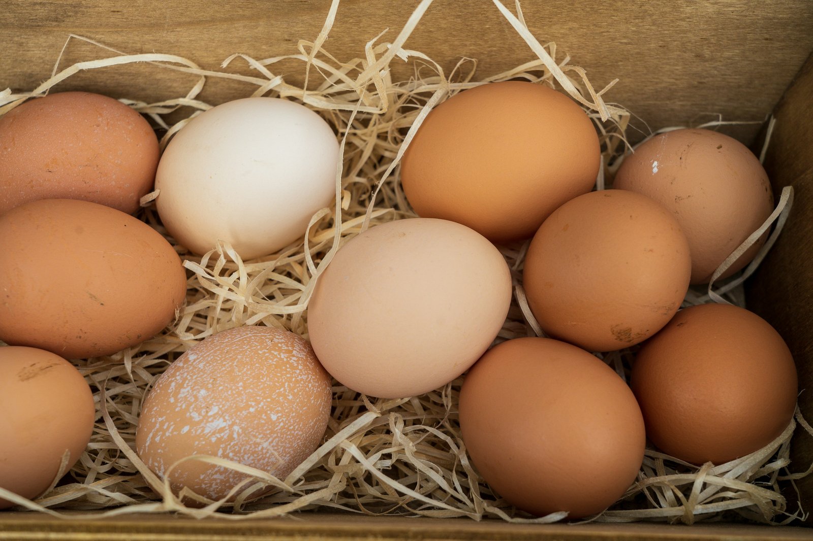 Envision Enriched Eggs